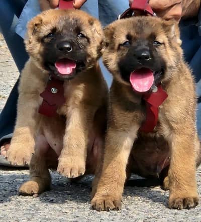 King kurdish kangaal pair pure breed security dog 2months for sale