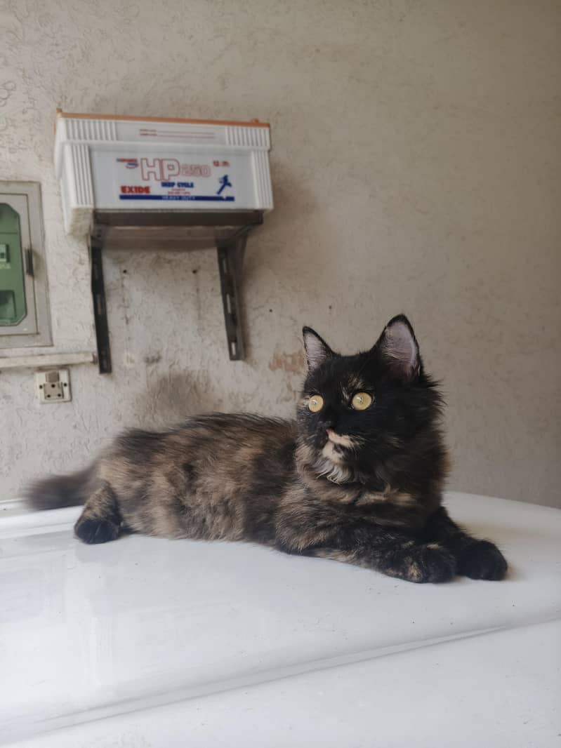 pretty cat 0