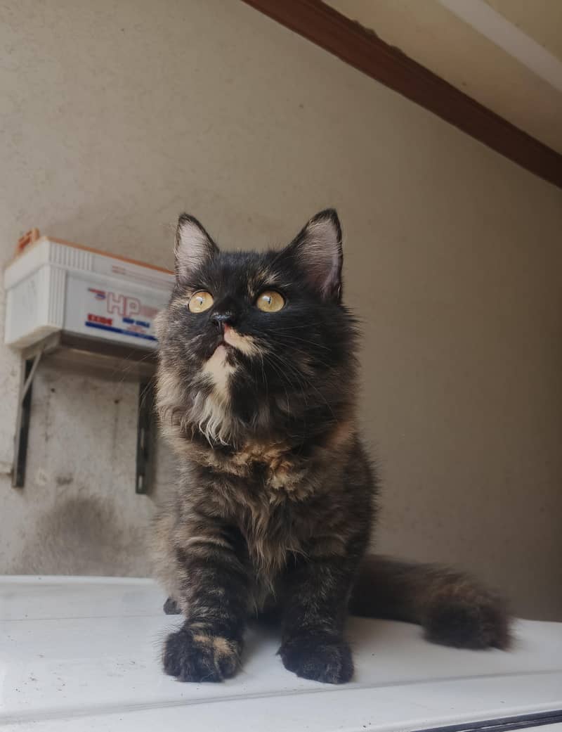 pretty cat 1