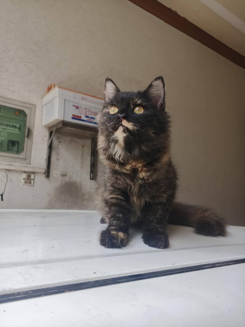 pretty cat 2
