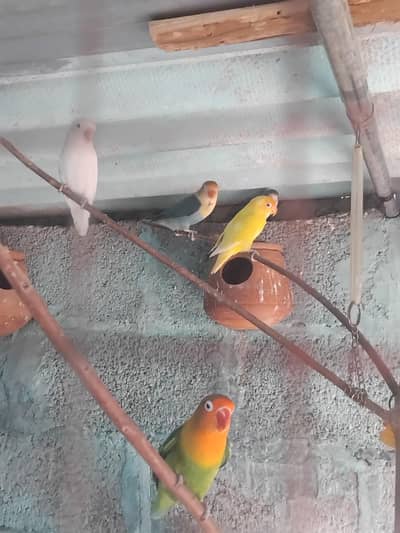 African lovebirds for sale