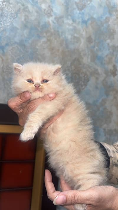 Persian kittens triple coated