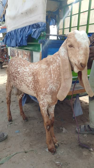 pure makki chini Bakra for sale