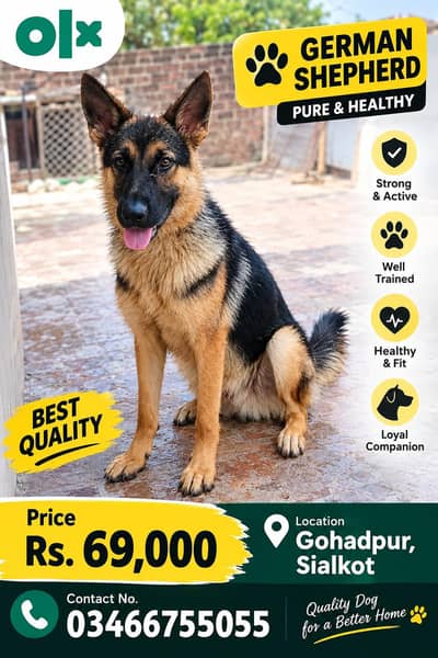 German Shepherd Dog for Sale | Healthy & Active | Rs. 69,000