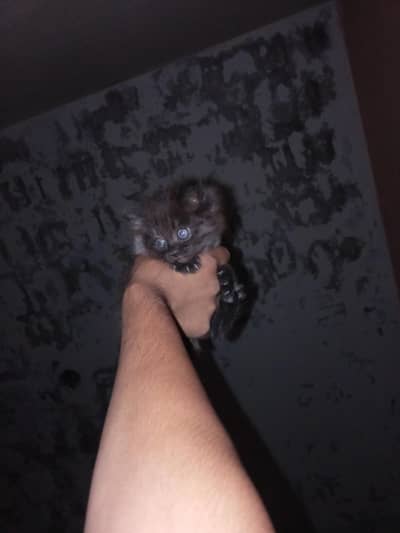 Persian