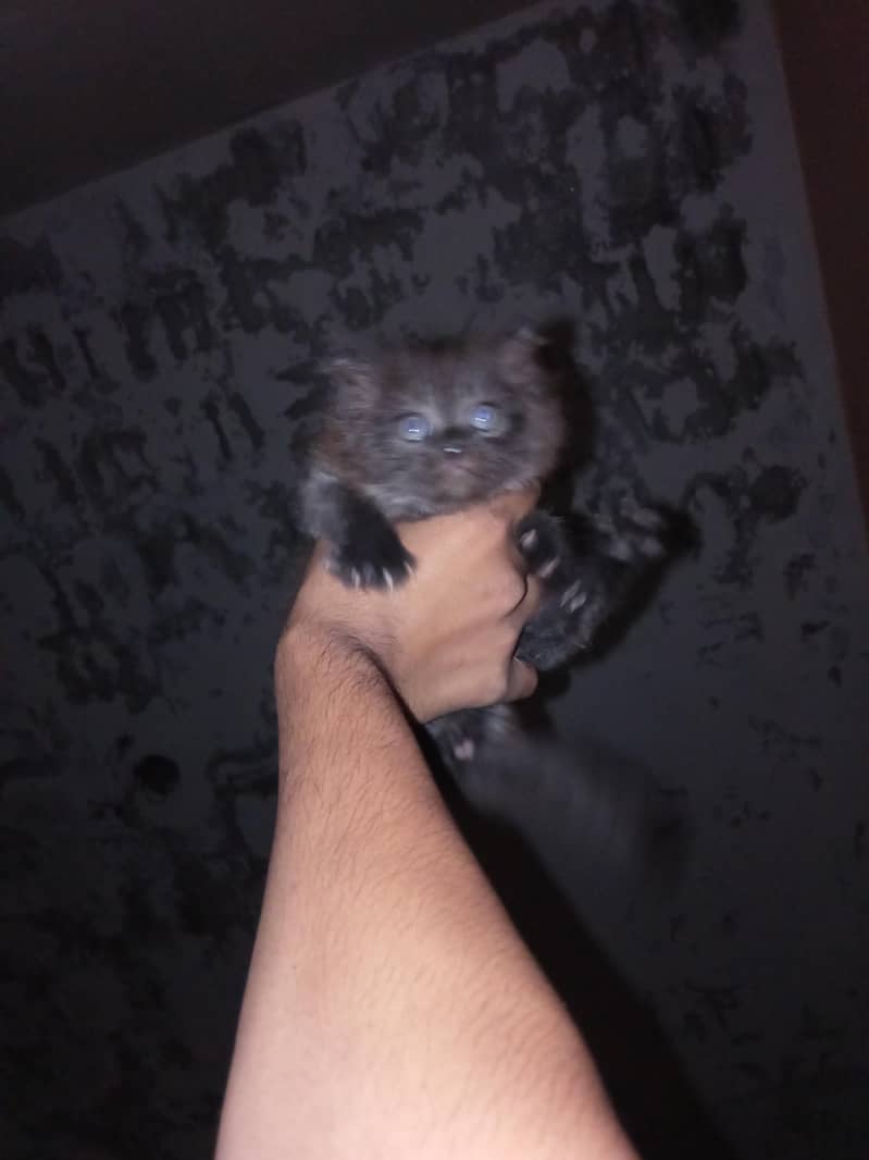 Persian 1
