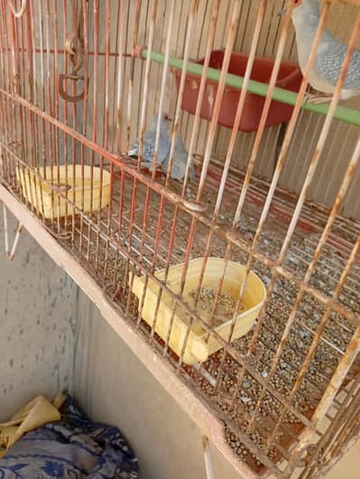 dove ka pair hai sat ak bacha hai or cage hai