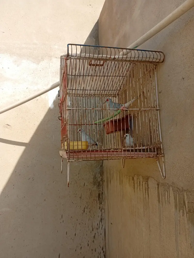 dove ka pair hai sat ak bacha hai or cage hai — photo 2