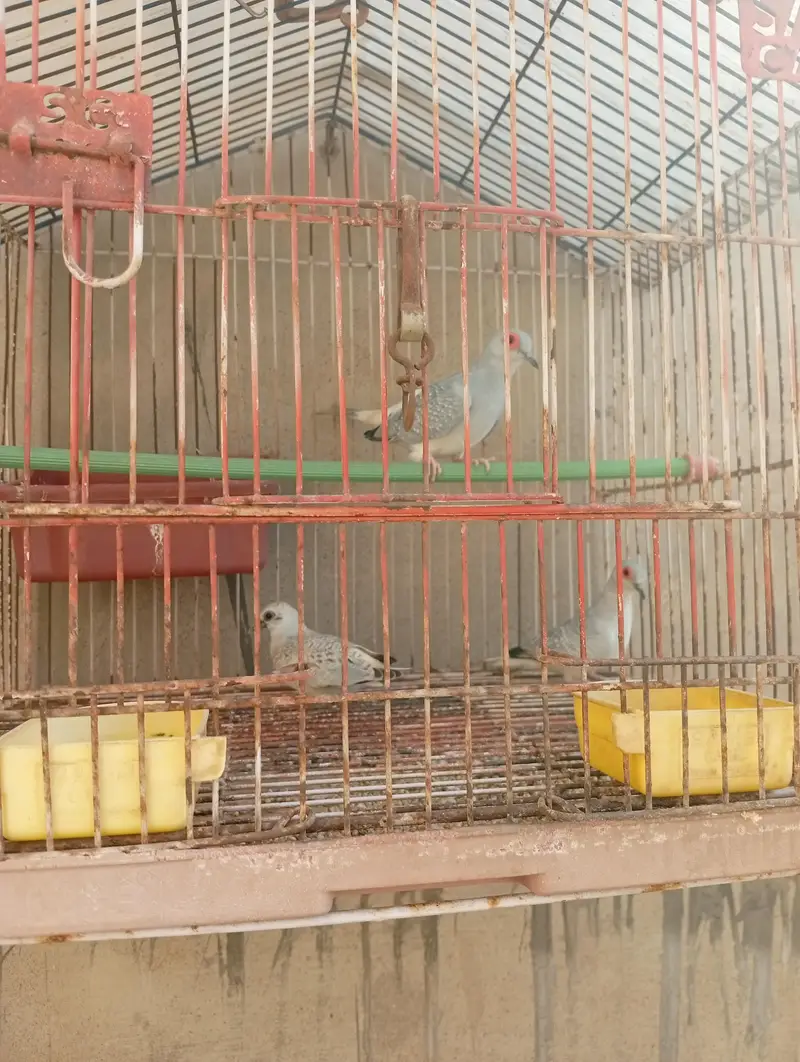 dove ka pair hai sat ak bacha hai or cage hai — photo 3