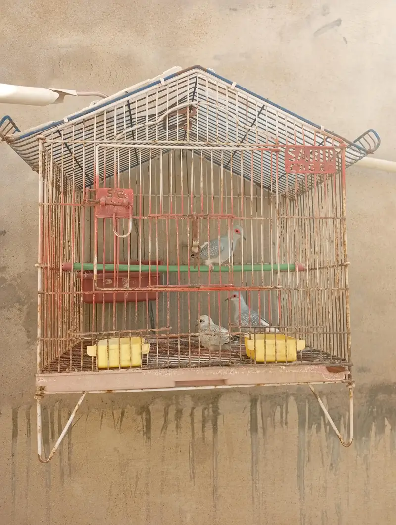 dove ka pair hai sat ak bacha hai or cage hai — photo 4
