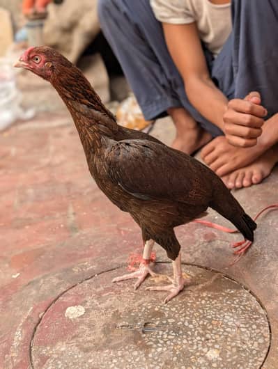 Mianwali Aseel Raze female old breed pure bloodline