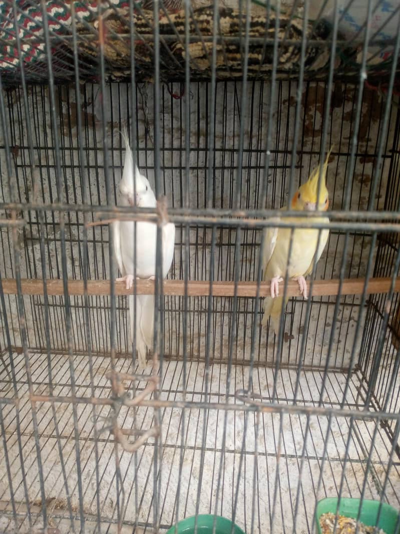 cocktail pair 2