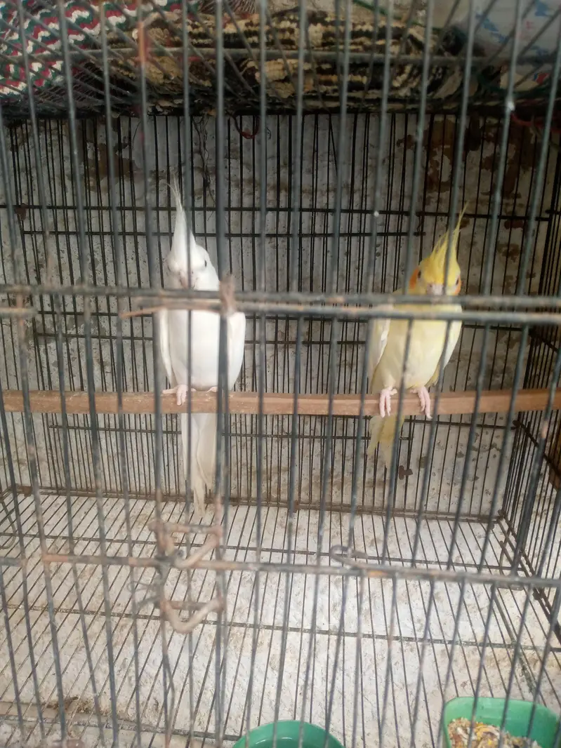 cocktail pair — photo 3