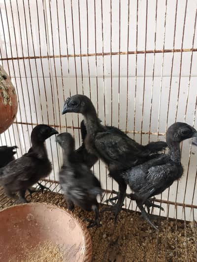 Black Tongue Ayam Cemani Chicks