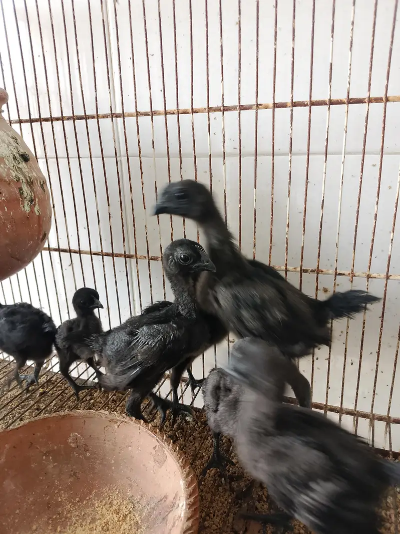 Black Tongue Ayam Cemani Chicks — photo 2