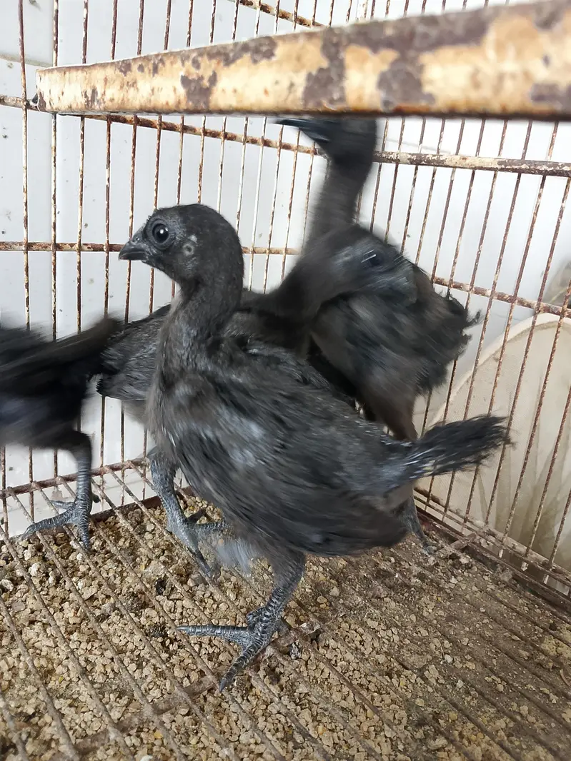 Black Tongue Ayam Cemani Chicks — photo 3