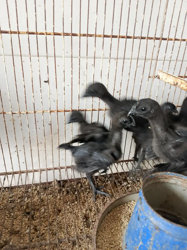 Black Tongue Ayam Cemani Chicks — photo 4