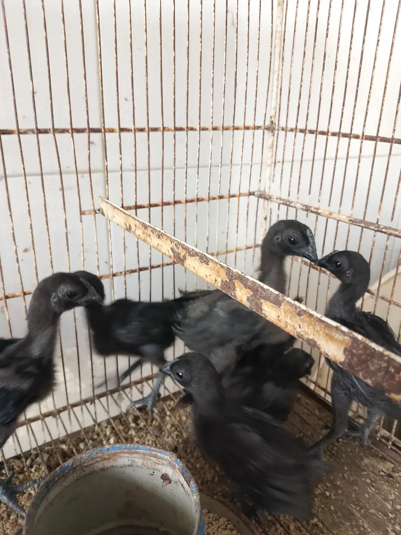 Black Tongue Ayam Cemani Chicks — photo 5