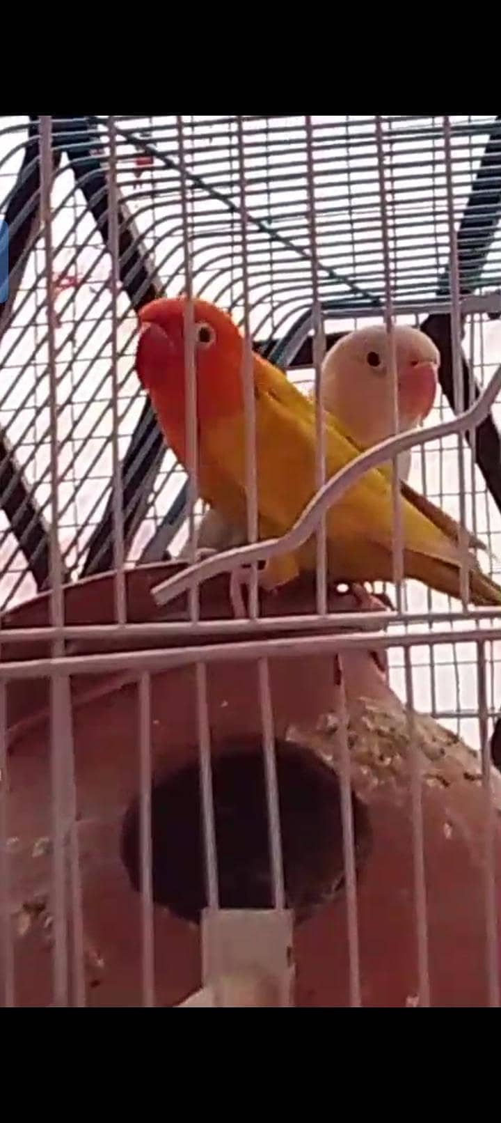 pair Hy 0