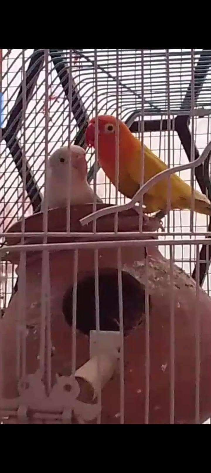 pair Hy 1