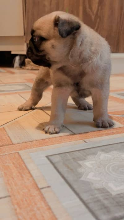 puppy for sale