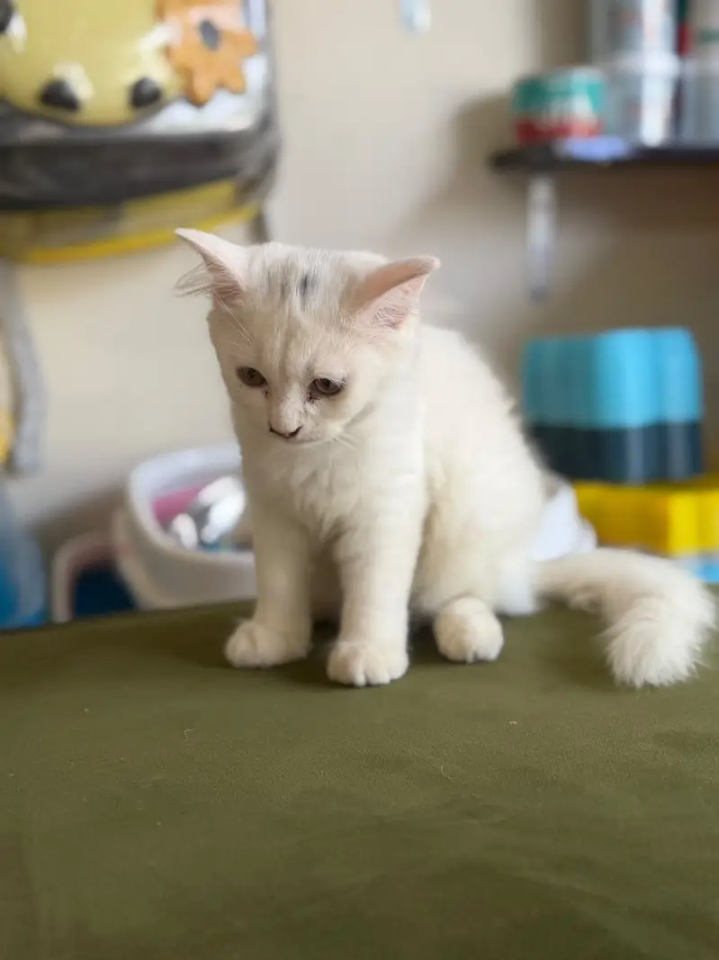 Urgent sell 2 months k ha — photo 2