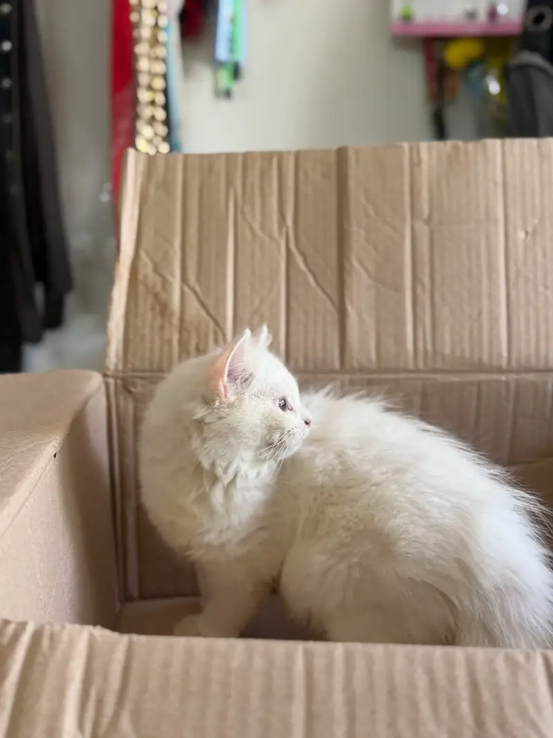 Urgent sell 2 months k ha — photo 3
