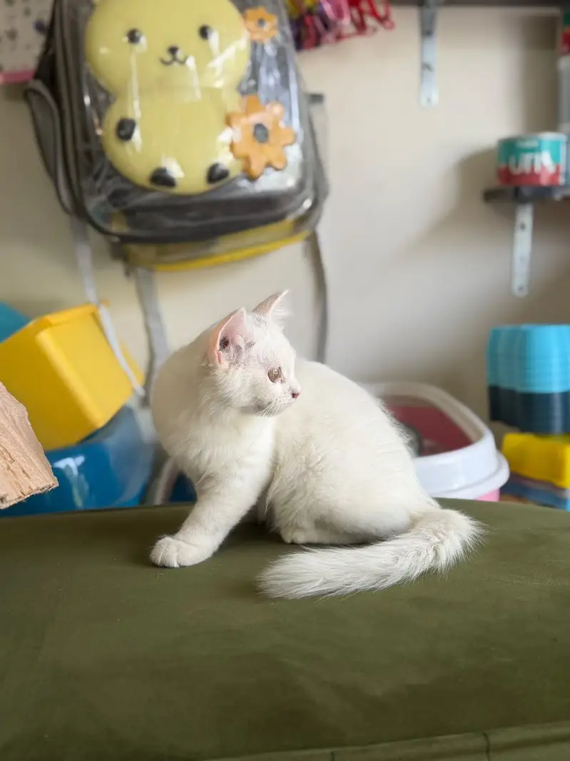 Urgent sell 2 months k ha — photo 5