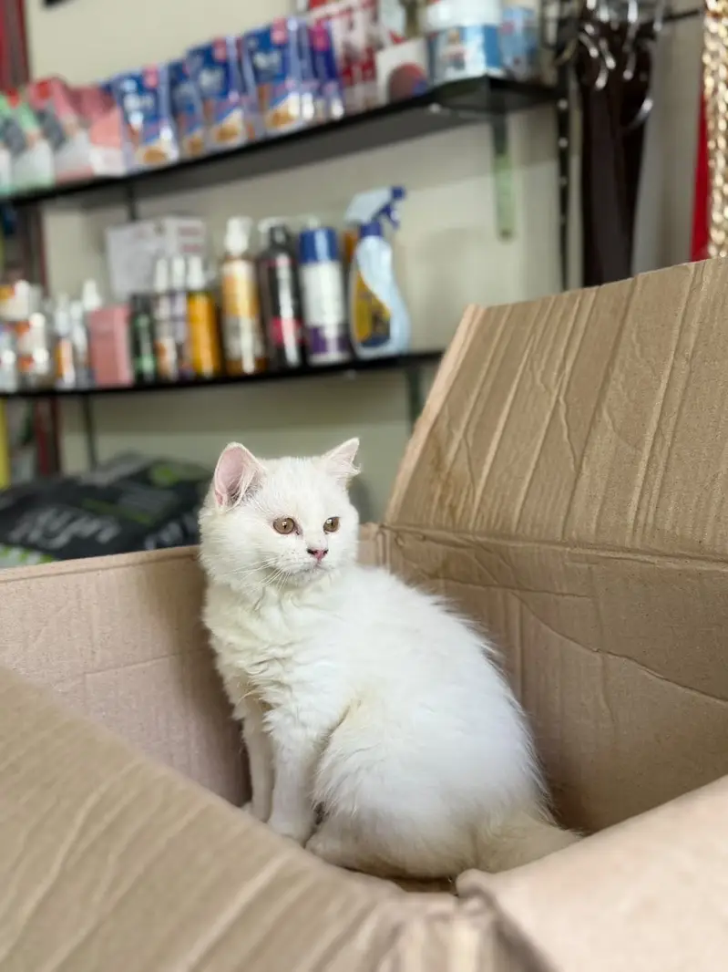 Urgent sell 2 months k ha — photo 6