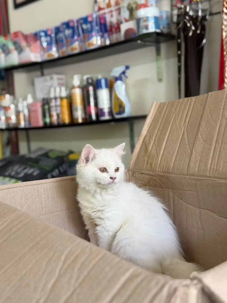 Urgent sell 2 months k ha — photo 7