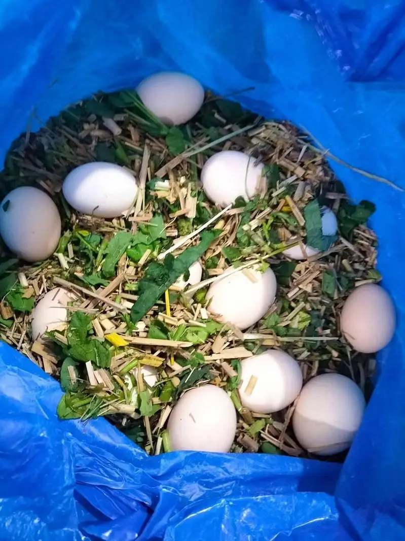 desi eggs sheikhupora — photo 3