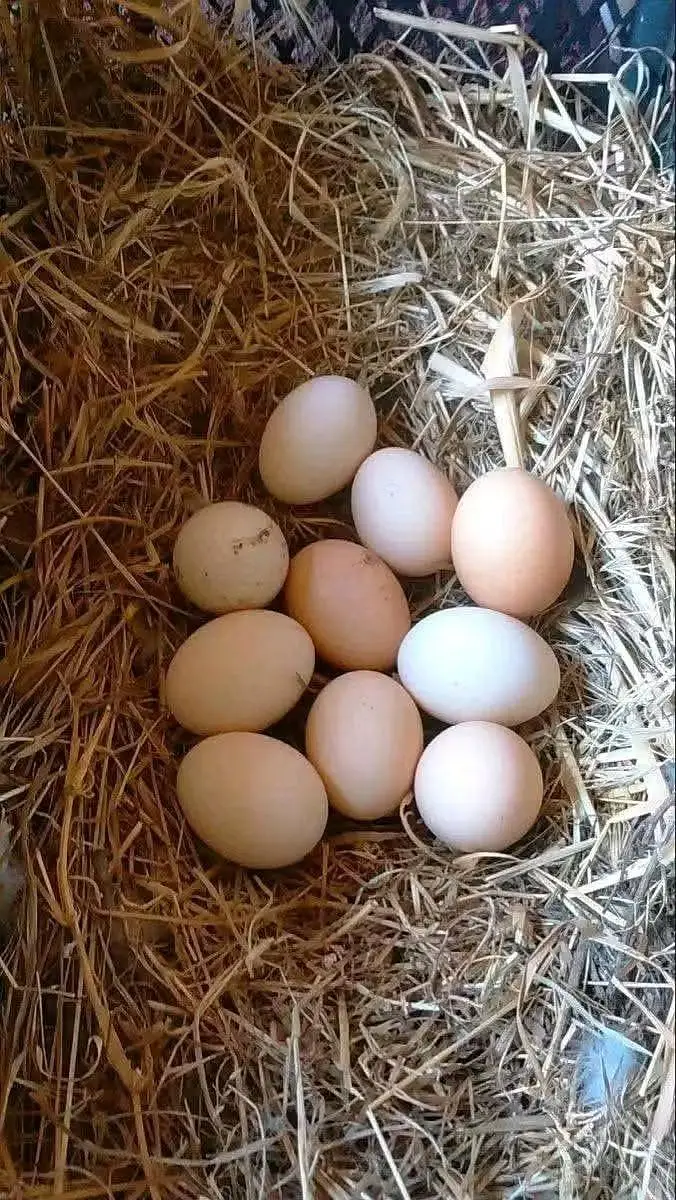 desi eggs sheikhupora — photo 4