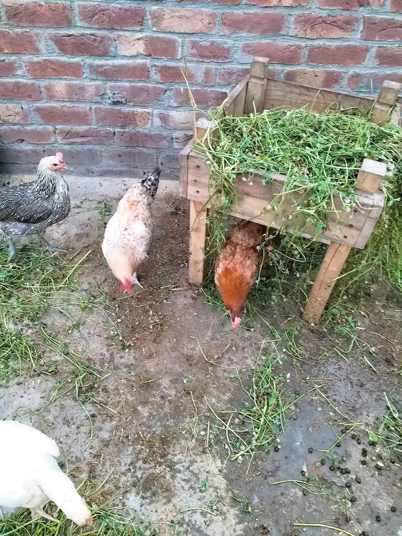 desi eggs sheikhupora — photo 5