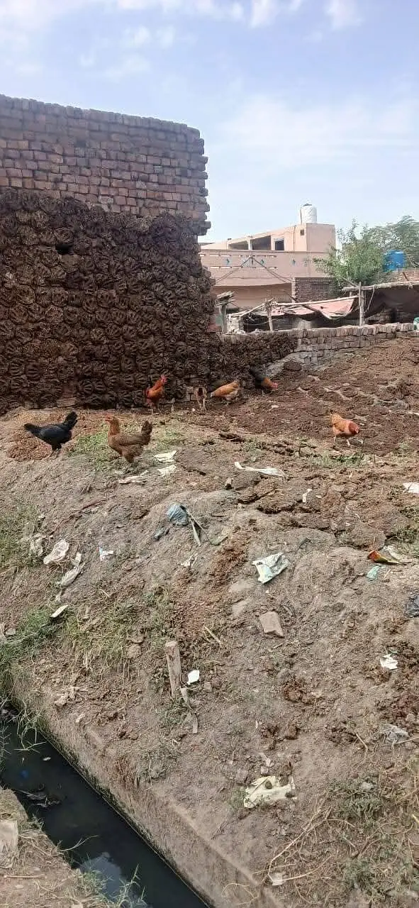 desi eggs sheikhupora — photo 6