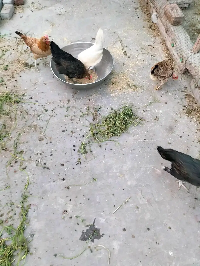 desi eggs sheikhupora — photo 7