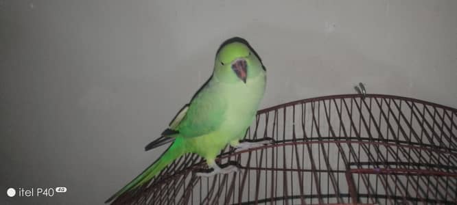 green parrot female jumbo size