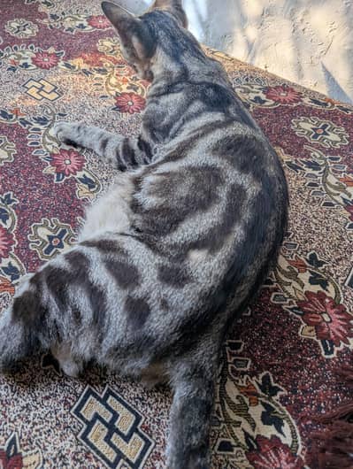 Classic Tabby Cat for Sale. Clean & Friendly cat.
