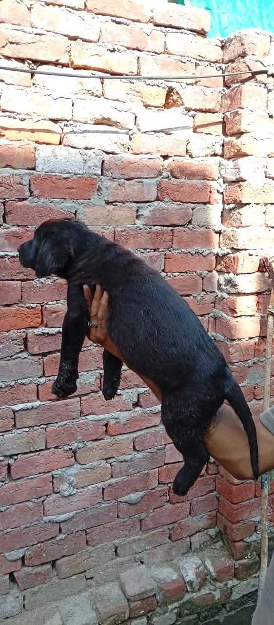 Labrador full active 0