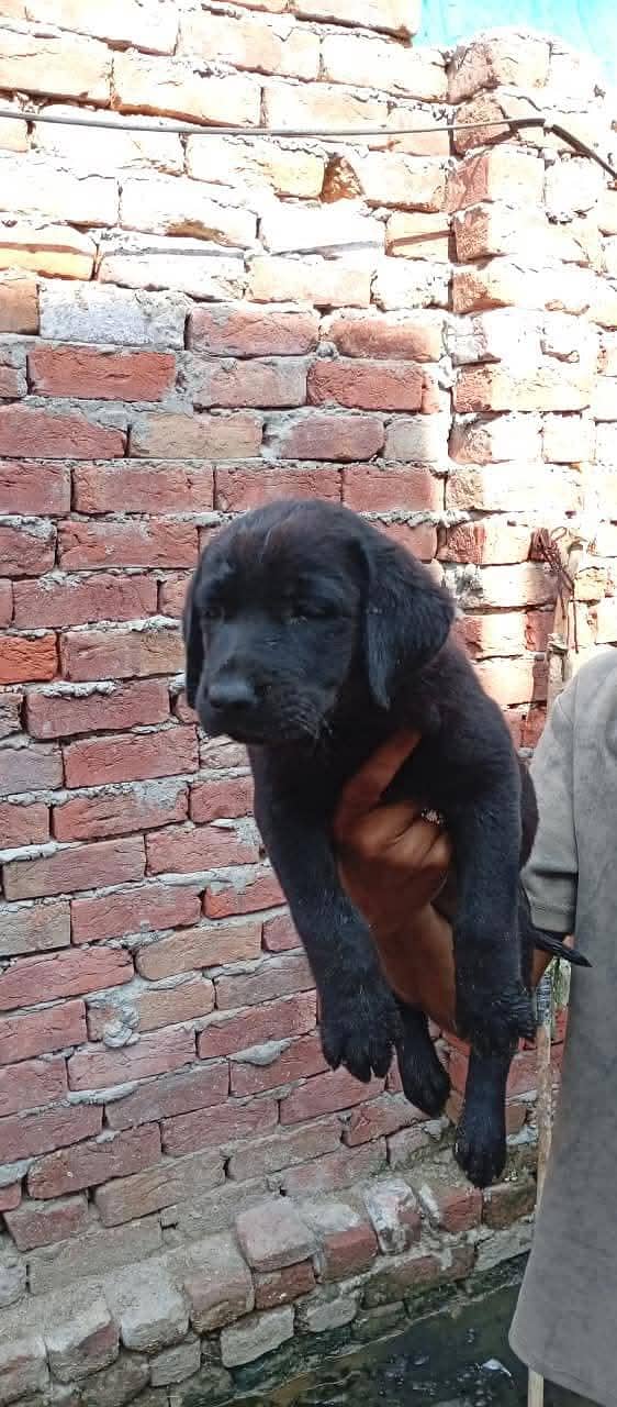 Labrador full active 1