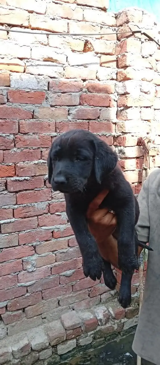 Labrador full active — photo 2