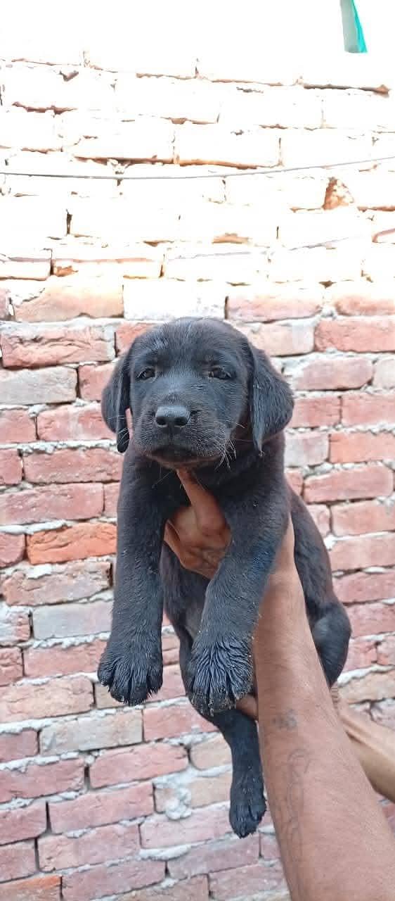 Labrador full active 2