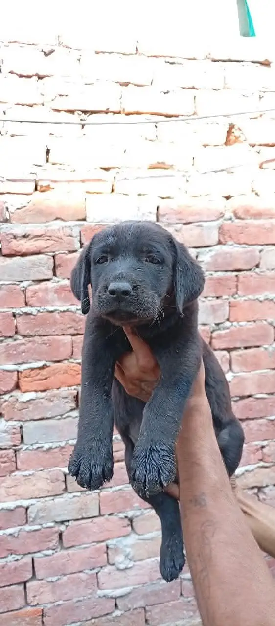 Labrador full active — photo 3