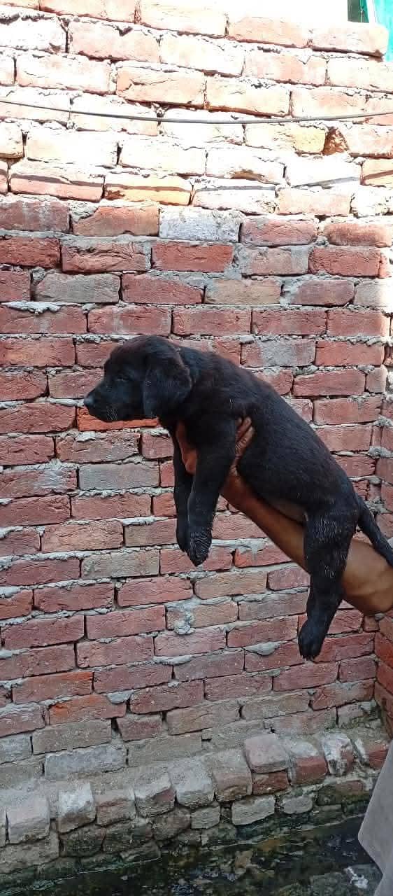 Labrador full active 3