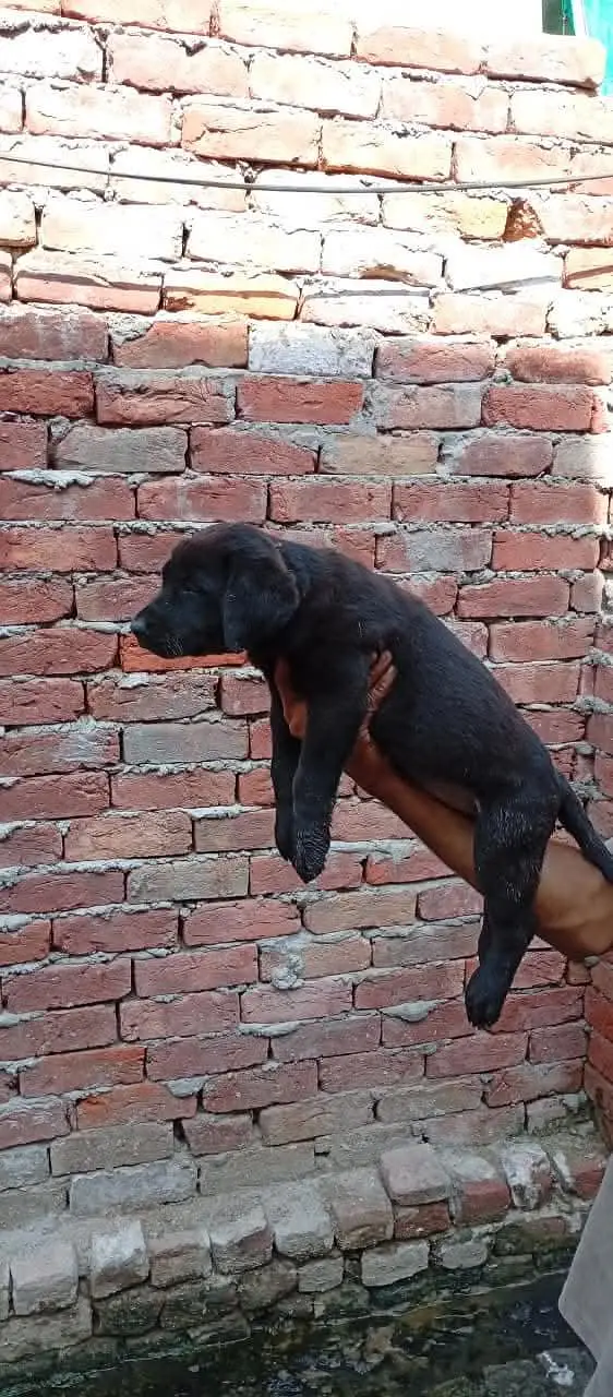 Labrador full active — photo 4