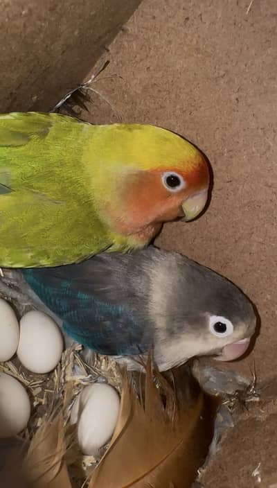 Lovebirds breeder pairs for sale