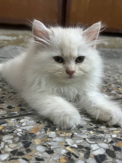 Persian kitten semi punch face