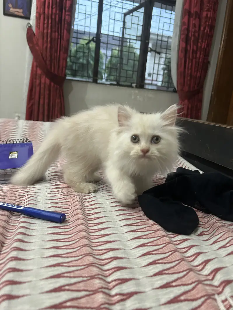 Persian kitten semi punch face — photo 3