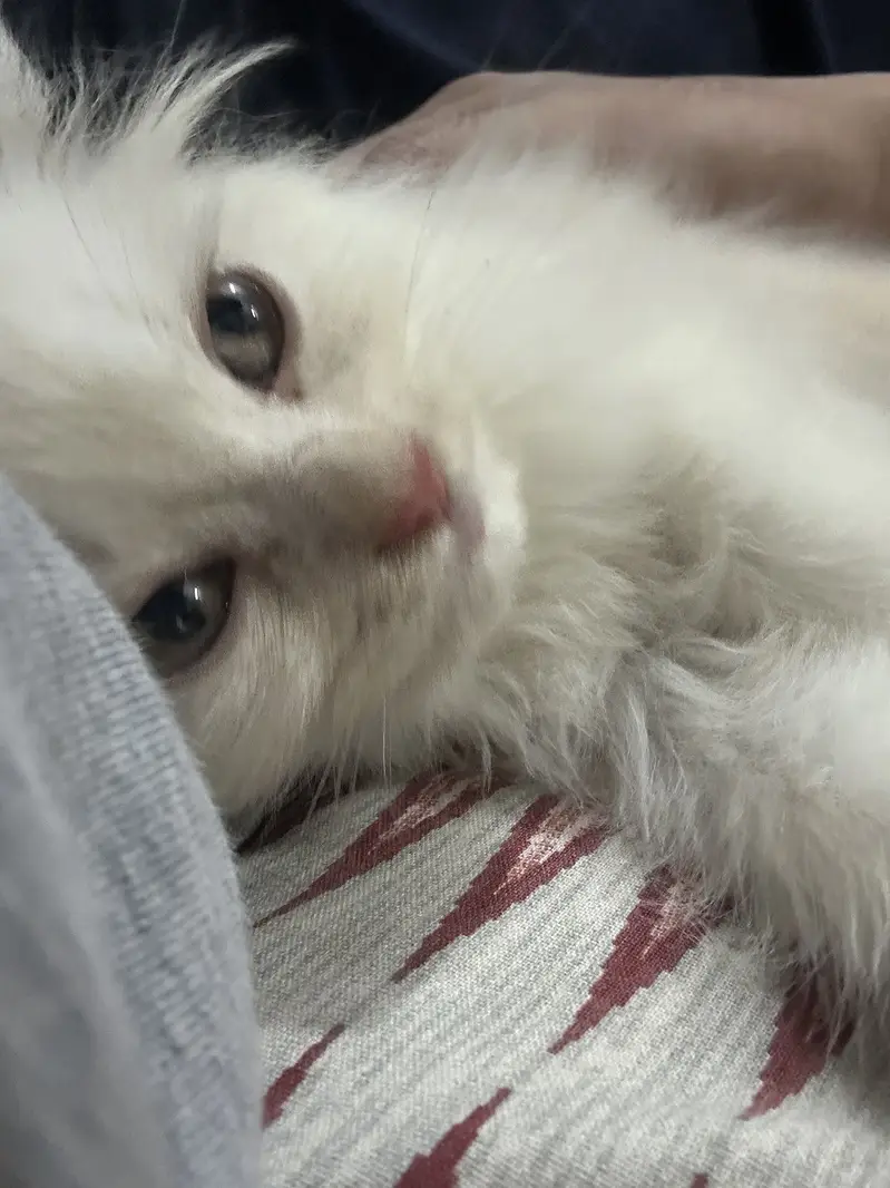 Persian kitten semi punch face — photo 4