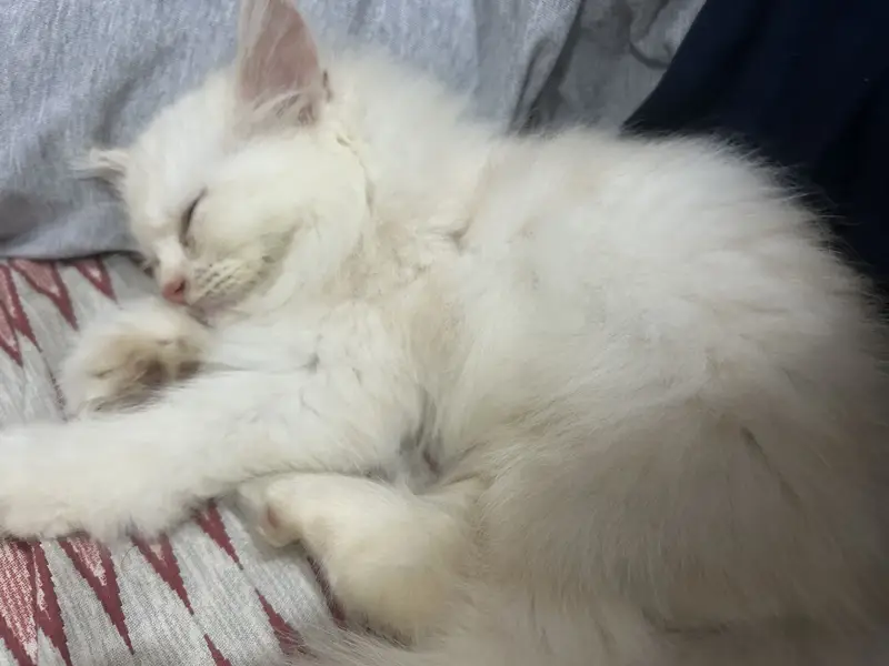 Persian kitten semi punch face — photo 5