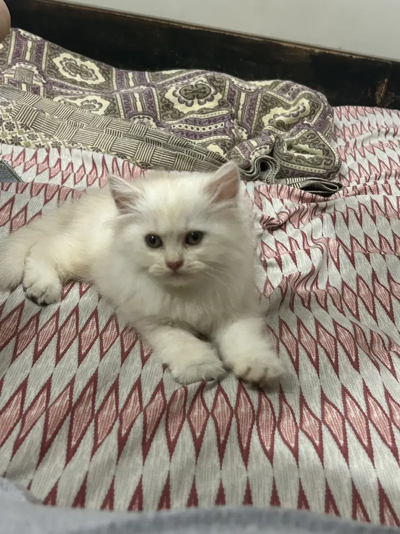 Persian kitten semi punch face — photo 6
